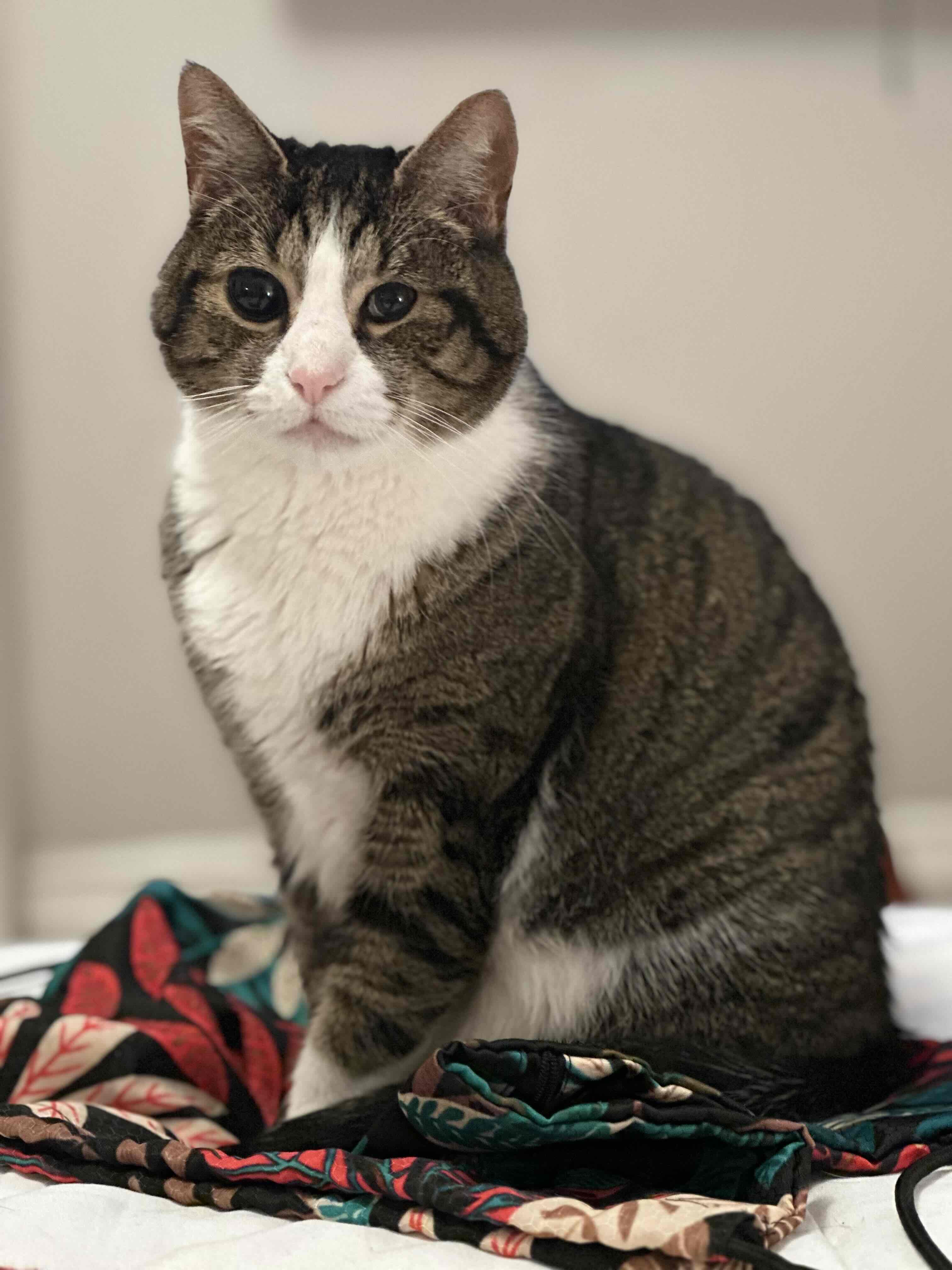 My beautiful tabby cat